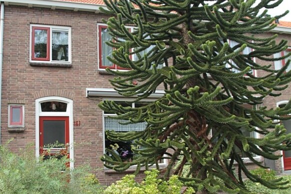 Hoge Hondstraat 167